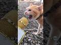 88 Funny Cat Videos Meowing Memes Cute