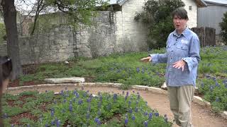 RAW: How to plant bluebonnets at home