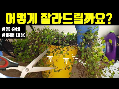 , title : '봄맞이 준비 식물 난도질'