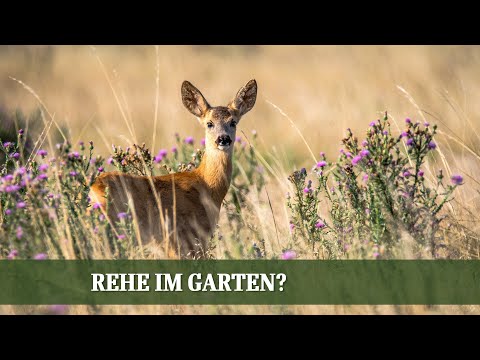 , title : 'Mittel gegen Rehe im Garten, Pfingstrose blüht nicht und Umpflanzen von Sträuchern, Folge#14'