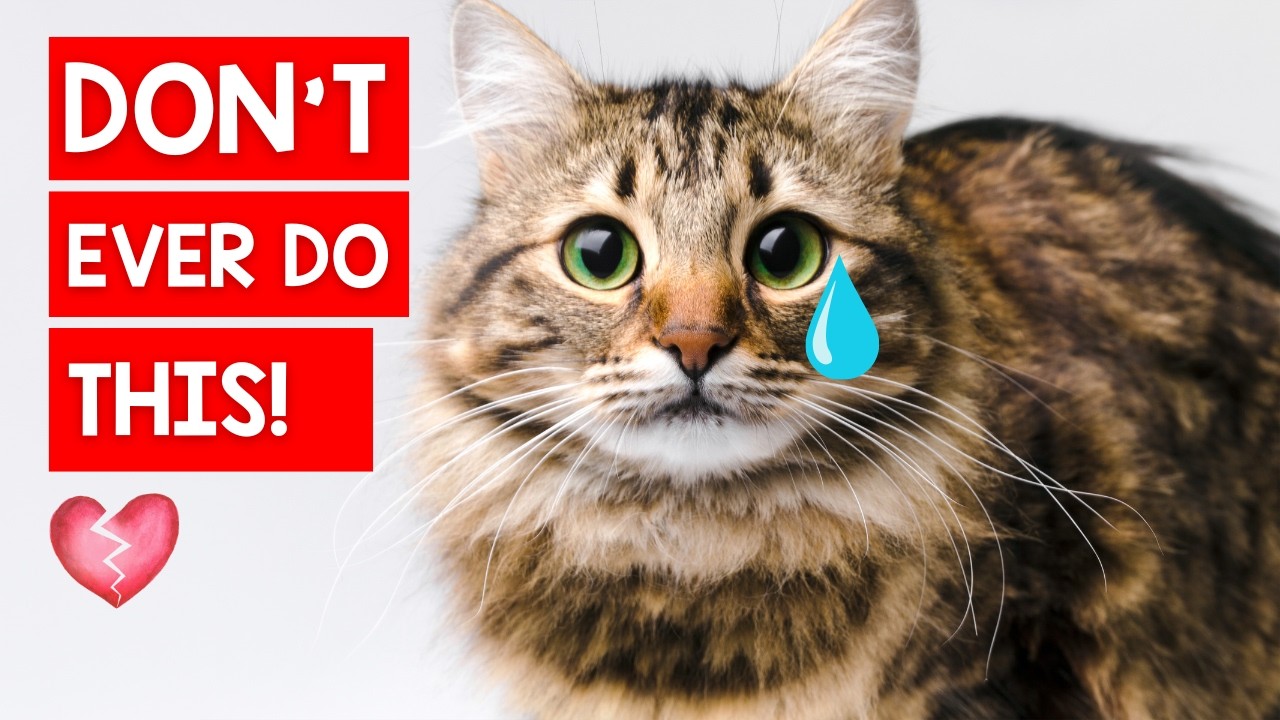 10 Things That Upsets Your Cat 😿