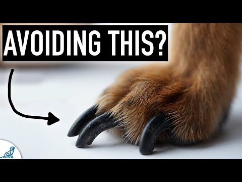 YouTube video about: Why do dogs eat toenail clippings?