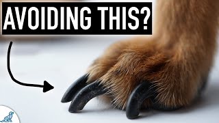 Dog Nail Clipping Doesn