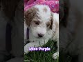 Goldendoodle dogs for sale: Miss Purple - Video 2