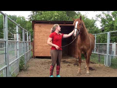 MUSTANG MAKEOVER 2018 Team Anja (TAG 3979) - Update 3