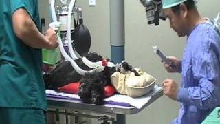 Stevie gets cataract surgery (12-19-11)