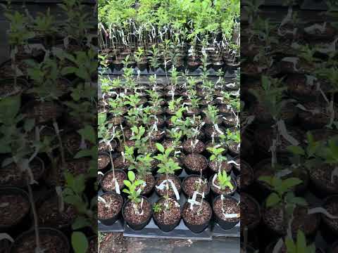 2026 Bench Grafting: Sgt. Ryan Pears & Shell Apples Update