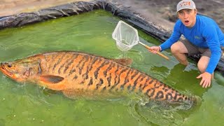 I Found a Green Slime Pond FILLED with AQUARIUM FISH!