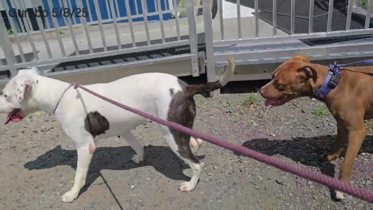 Enlarge Gumbo, a Adoptable Pit Bull Terrier in Trenton, NJ video 4/4