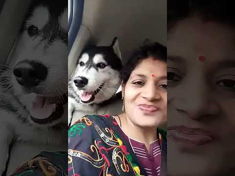 love animals and respect animal#