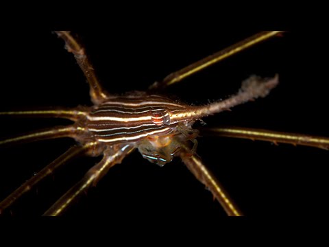 Snoots Part 1: Use a Snoot to Make Stunning Images by Dave Heidemann