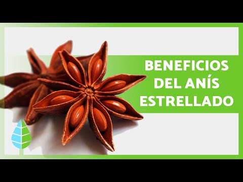 Para qué SIRVE el ANÍS ESTRELLADO 🤎 Propiedades, Beneficios y Contraindicaciones