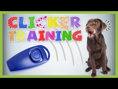 Clicker Training – Basics for Beginners | DOG TRAINING
