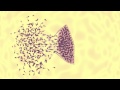 Bacteriophage Vs Ecoli Animation