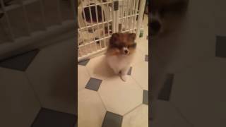 How to train your pomeranian puppy to sit. Lay down and shake