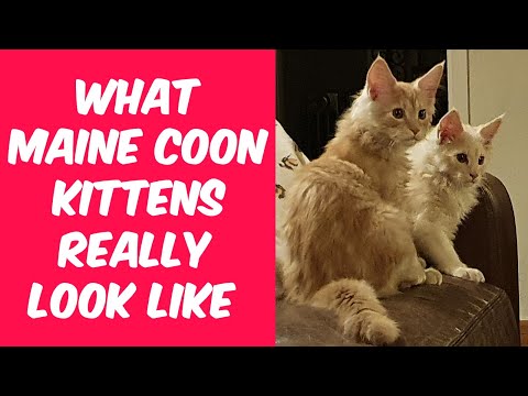 How to identify a Maine Coon kitten