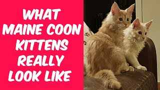 How to identify a Maine Coon kitten