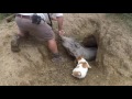 Surprise Warthog In The Hole Eastern Cape South Africa Winterberg Safaris