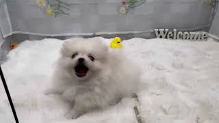 ポメラニアンの動画01