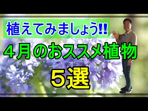 4月と5月に植える花は何ですか ガーデンポット ジャルディニエール バルコニー 春 夏