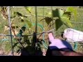 Canadice Grape