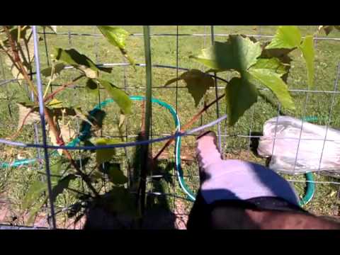 download lagu mp3 mp4 Canadice Grape, download lagu Canadice Grape gratis, unduh video klip Canadice Grape
