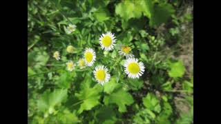 She Loves Me Daisy Fleabane June 2021