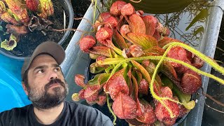 How To Grow Carnivorous Plants On For CHEAP! 