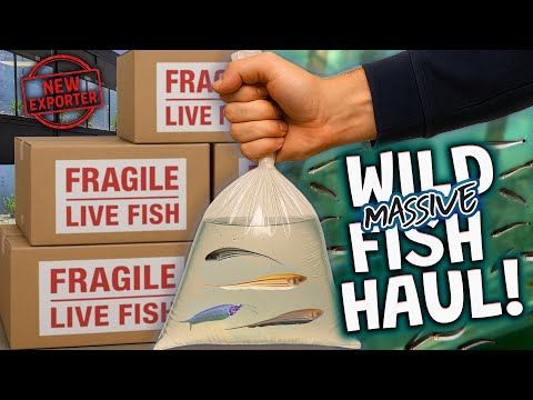 Massive Wild Fish Haul from Colombia! Testing a New Amazon Exporter