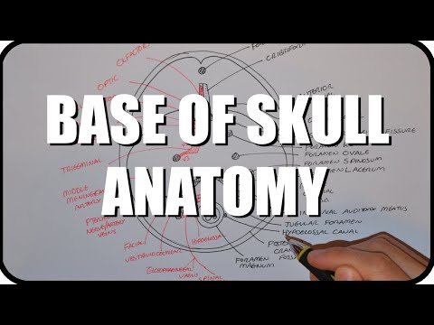 Base of Skull Anatomy - Under 10 Minutes