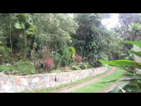 Morning Star : Vincent Licata Tribute by Anna Fisher