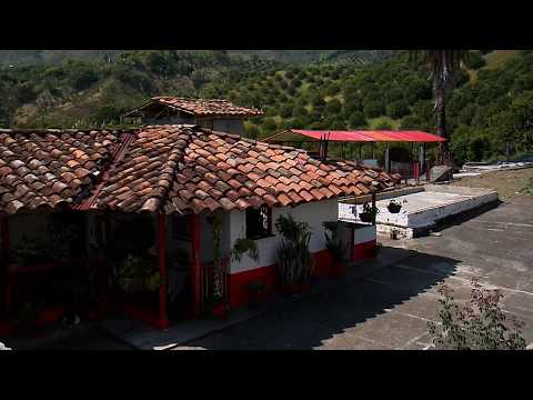 CAFÉ   CACAO   CITRICOS   AGUACATE   PLATANO   FINCA SAN JOSE   VITERBO   CALDAS