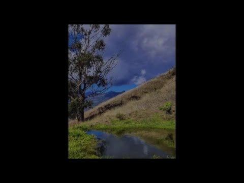 Tierna Palomita - Altiplano