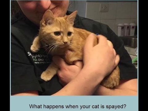 What happens when my cat is spayed
