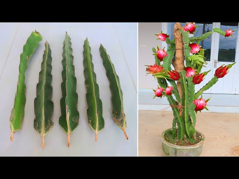 How to grow Purple dragon fruit from cuttings for beginners