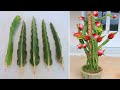 How to grow Purple dragon fruit from cuttings for beginners