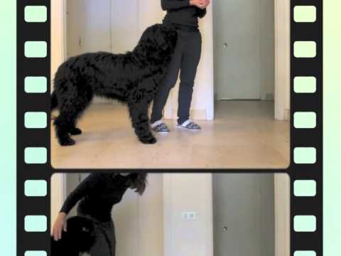 Elliot the Briard learns "limp"