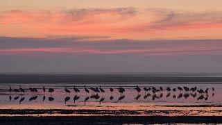 Sandhill Crane Sunrise