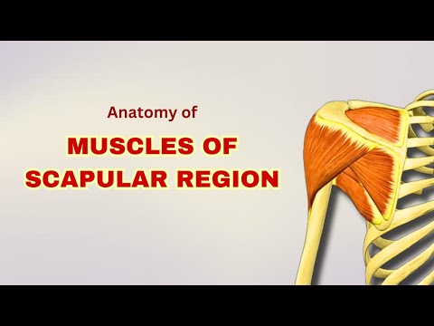 Muscles of Scapular Region | Anatomy Tutorial | Doctor Speaks