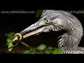 In An Ecosystem Used By Piscivorous Herons A Heron Has Eaten An Eel