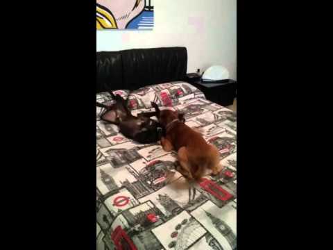 Nick e Dexer!  Due fratelli scatenati!😃😃😃😃😃