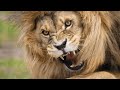 A Family S Safari Adventure Turns Into A Relentless Fight For Survival Thriller Movie Recapped