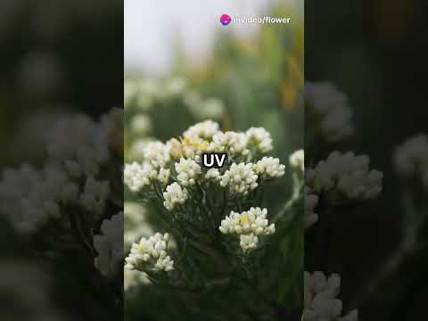 アルパインエーデルワイス 植物