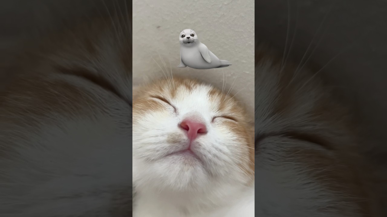 お眠りのの😽#cat #cats #猫のいる暮らし #ミヌエット