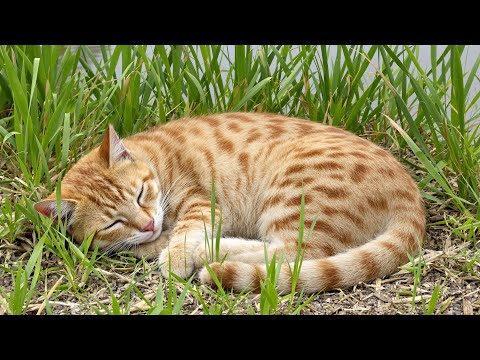 Healing Music for Cats 🌙 Stress Relief & Emotional Balance — Peaceful Sleep and Calm Energy