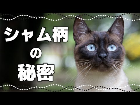 シャム猫の病気