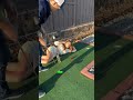 When You Re Built Different Couple Funny Trend Golf Shorts