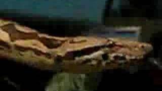 WOODS FAMILY CREEPS- End to End