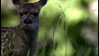 preview picture of video 'Baby Deer shot with 400 mm lens on beta cam'