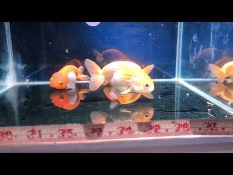 For Sale: Multi-Lot Choose from 3 x Ranchu Goldfish (FB11-38) (Fantastic)